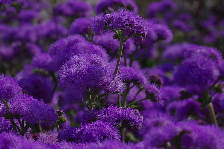 purple floss flowers in closeup photography