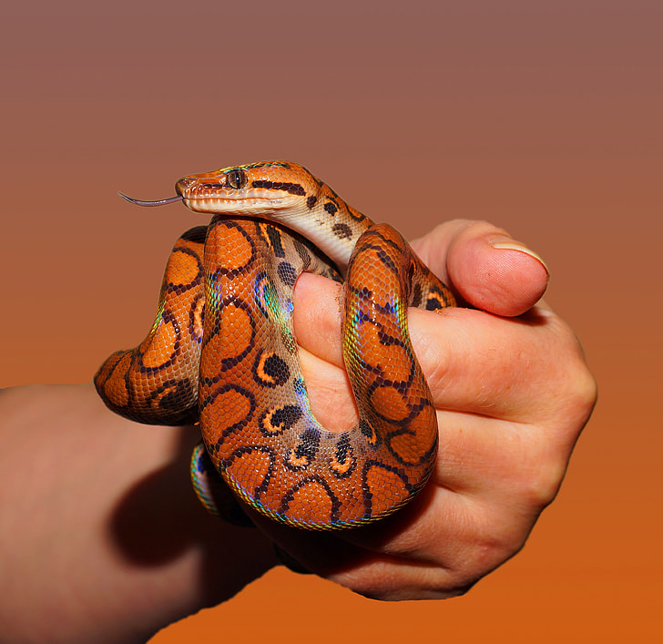 person holding an orange snake