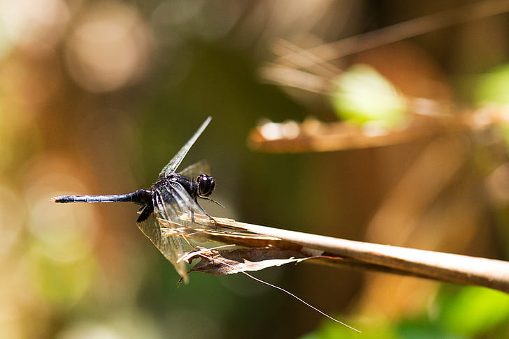 dragonfly during daytime