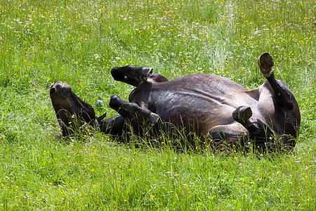 Black Horse Lying on Green Field