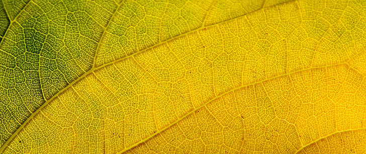 macro photography of green and yellow leaf