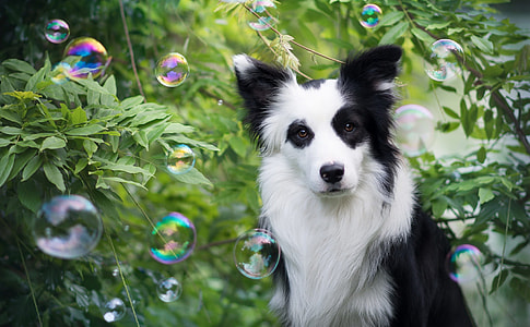 adult black and white border collie surrounding by green plants with bubbles