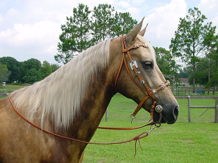 white and brown horse on grass field