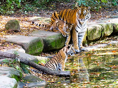 shallow focus photography of tiger and two cubs surrounded of green plants during daytime