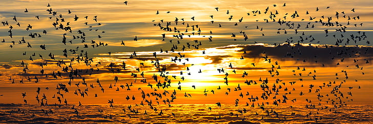 flight of birds with sunset background