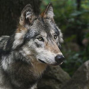 focus photography of grey wolf