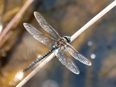 blue and black dragon fly on brown plant stem