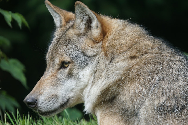 photo of brown and gray wolf