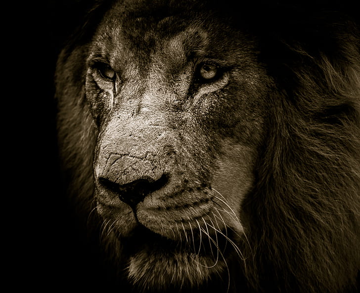gray lion head photo