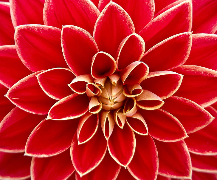 Close Up Photography of Red Petaled Flower