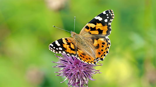 shallow focus of painted lady butterfly on purple flower