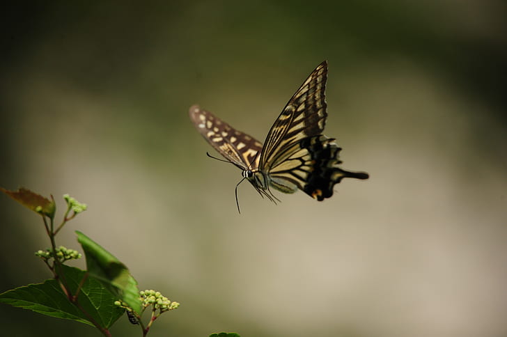tiger swallowtail butterfly near green leaf plant