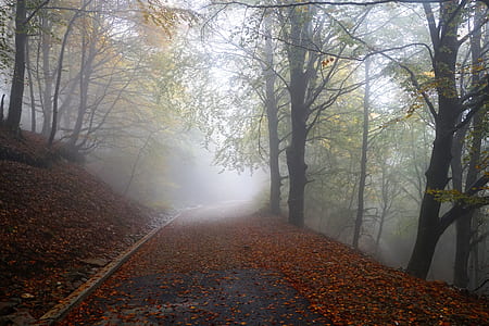 portrait photography of road covered with fog during daytime