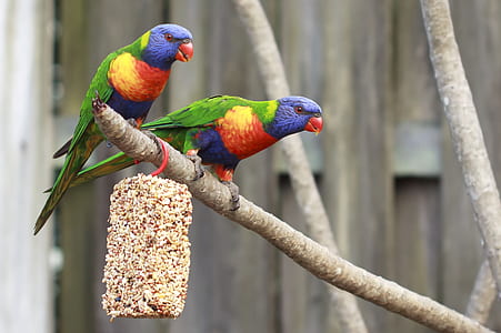 two multicolored birds on tree branch
