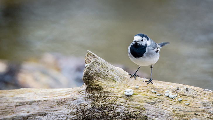 black and white bird standing on log
