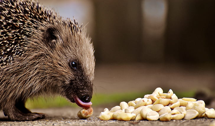 hedgehog on brown surface in front of sliced onions