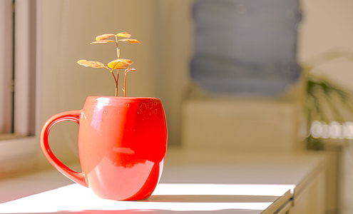 shallow focus photography of red ceramic coffee mug