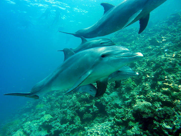 photo of group of dolphins in sea