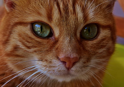 Royalty Free Photo Close up Photo Of Orange Cat PickPik
