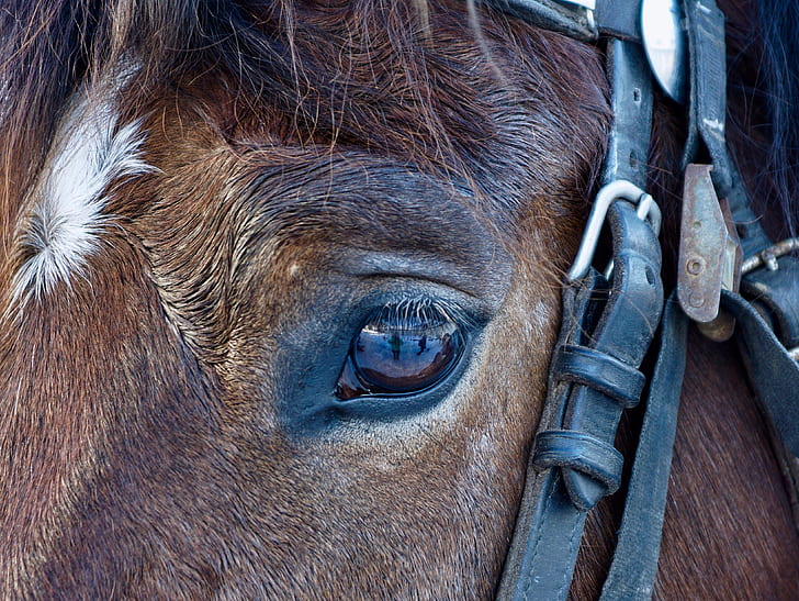 shallow focus photography of eye of brown horse
