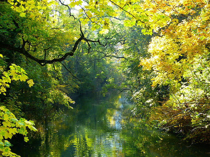 river between trees during daytime