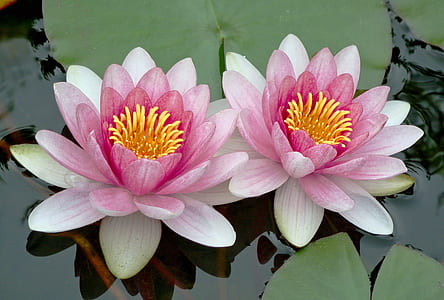 two white-and-pink lotus flowers on body of water