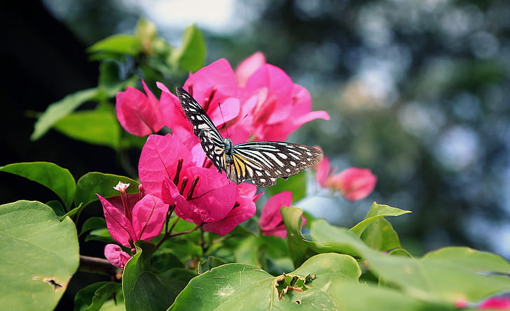 focus photo of butterfly on pink bougainvillea flower