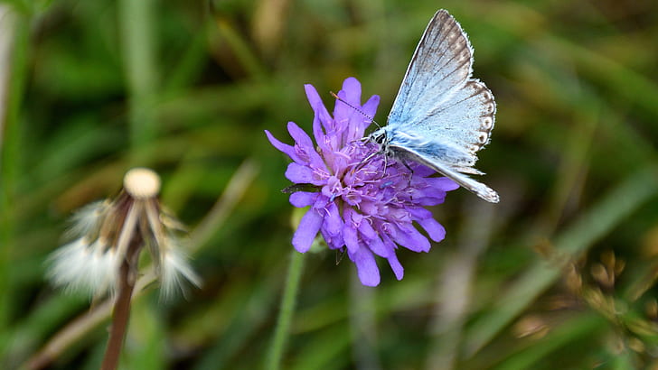 common blue butterfly perching on purple petaled flower in selective focus photography