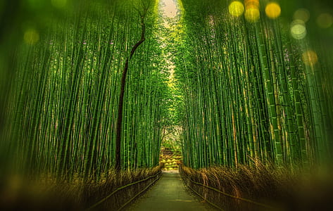 Scenic View of Bamboo Trees