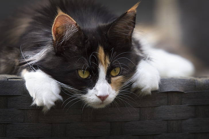 Focus Photo of Calico Cat