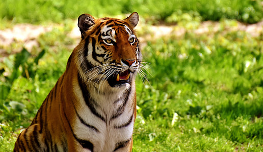 tiger sitting on green grass at daytime