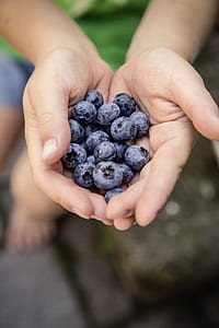 Blueberries on Hand Shallow Focus Photography