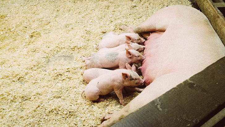 mother pig breastfeeding piglets
