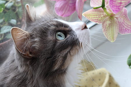 black and white cat watching pink orchids