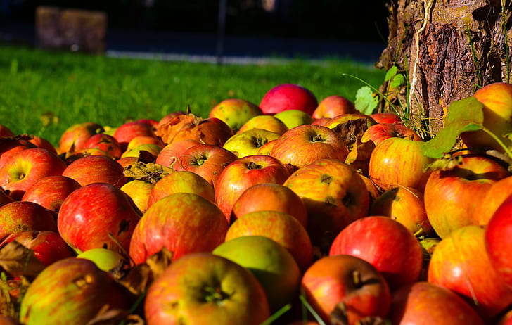 ripe apple lot