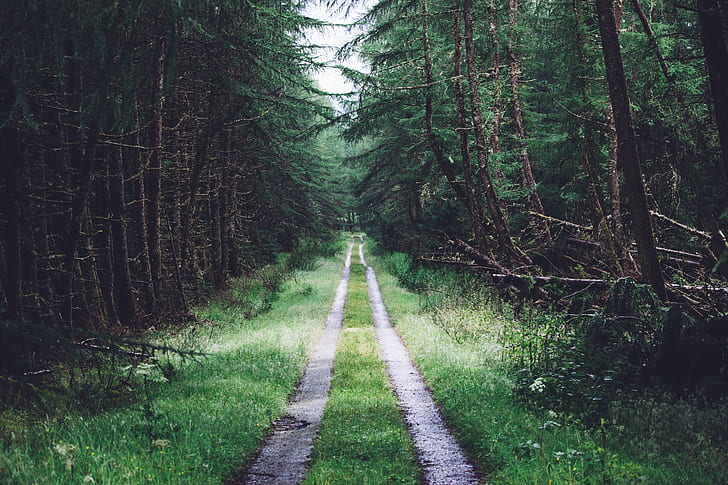 dirt pathway along pine trees