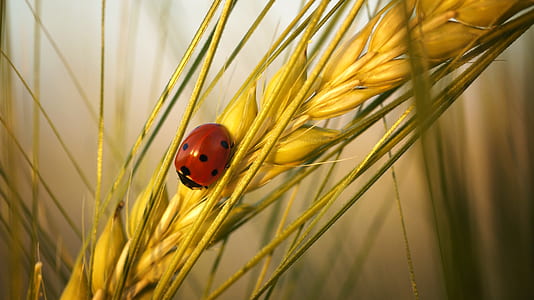 ladybug on rice plant