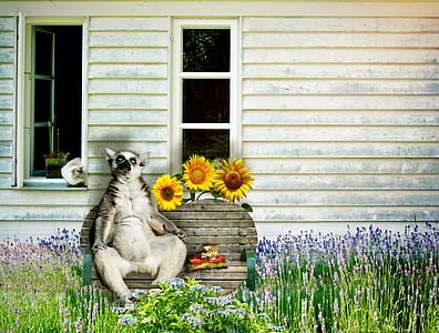 white and black animal sitting on brown wooden bench