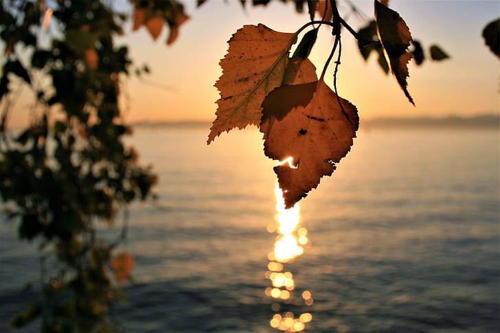 shallow focus photography of brown leaf near body of water during sunset