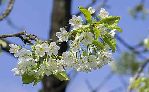 close up photo of white blossoms