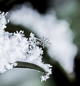 selective photography of snowflake on leaf blade