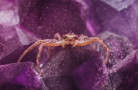 Brown Spider on Purple Crystal