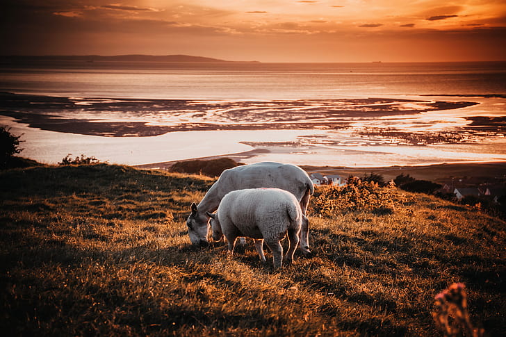 Two Animals on Field during Sunset