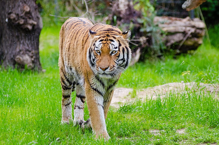 orange, white, and black tiger photo during daytime