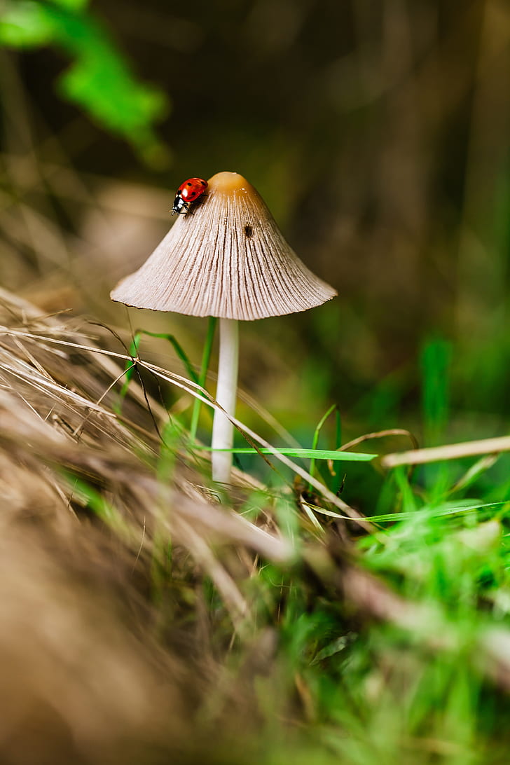 red ladybug on mushroom