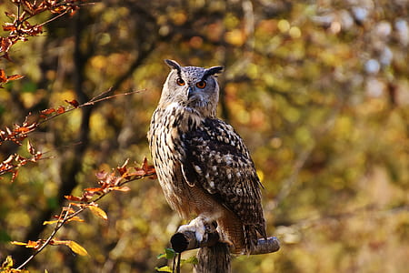 brown owl standing on branch