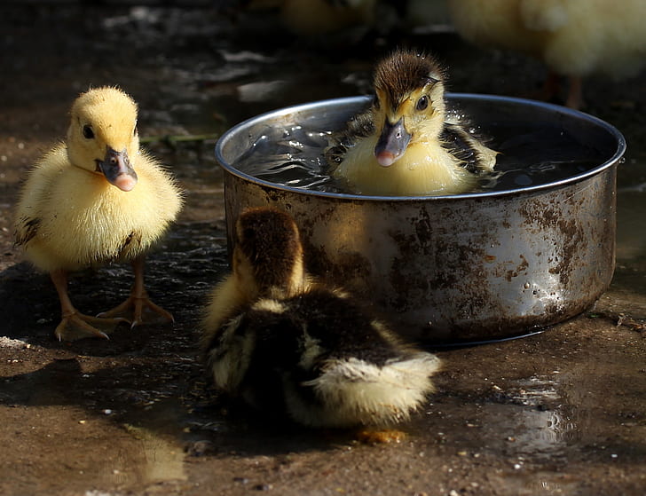 three ducklings swimming on cooking pot during daytime