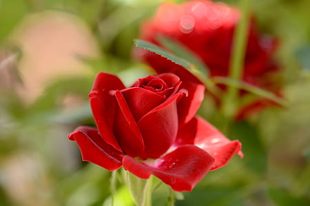 selective focus photo of red rose