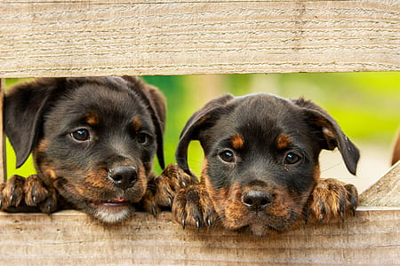 two puppies leaning on a wooden fence