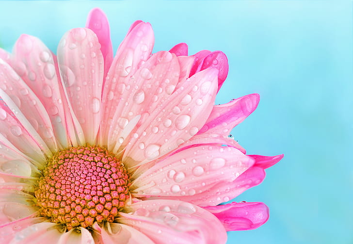 Royalty-Free photo: Pink chrysanthemum flower in closeup photography ...